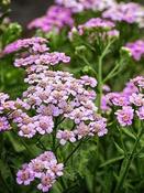 Achillea sibirica camschatica 'Love Parade' — Caherhurley Nursery