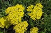 Achillea tomentosa 'Golden Fleece' — Caherhurley Nursery image