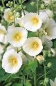 Alcea rosea 'Polar Star' — Caherhurley Nursery image