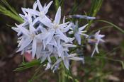Amsonia hubrichtii — Caherhurley Nursery