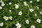 Anemone canadensis — Caherhurley Nursery image
