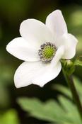 Anemone leveillei — Caherhurley Nursery