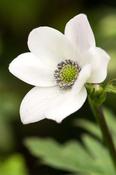 Anemone leveillei — Caherhurley Nursery
