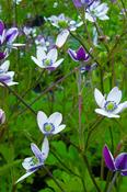 Anemone rivularis — Caherhurley Nursery