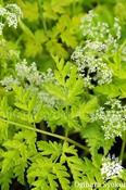 Anthriscus sylvestris 'Golden Fleece' — Caherhurley Nursery image