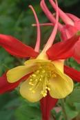 Aquilegia 'Koralle' — Caherhurley Nursery