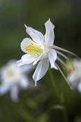 Aquilegia 'Kristall' — Caherhurley Nursery image