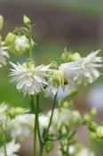 Aquilegia vulgaris stellata 'White Barlow' — Caherhurley Nursery image
