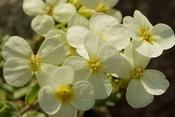 Arabis alpina caucasica 'Pixie Cream' — Caherhurley Nursery image