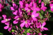 Arabis blepharophylla 'Rote Sensation' — Caherhurley Nursery image
