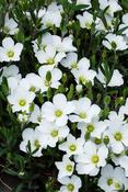 Arenaria montana — Caherhurley Nursery image