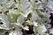 Artemisia stelleriana 'Boughton Silver' — Caherhurley Nursery image