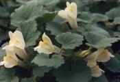 Asarina procumbens — Caherhurley Nursery