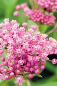 Asclepias incarnata — Caherhurley Nursery image