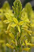 Asphodeline lutea — Caherhurley Nursery image