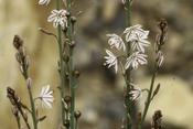 Asphodelis tenuifolius — Caherhurley Nursery image