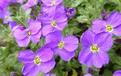Aubrieta 'Royal Cascade Blue' — Caherhurley Nursery