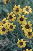 Berlandiera lyrata — Caherhurley Nursery image
