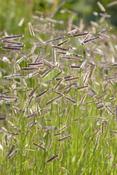 Bouteloua gracilis 'Bad River' — Caherhurley Nursery image