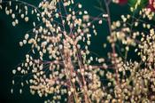 Briza media — Caherhurley Nursery image