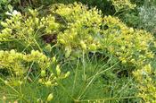 Cachrys alpina — Caherhurley Nursery image