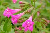 Calamintha grandiflora — Caherhurley Nursery