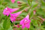 Calamintha grandiflora — Caherhurley Nursery image