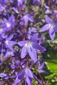 Campanula garganica — Caherhurley Nursery image