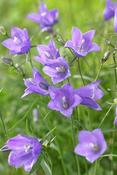 Campanula rotundifolia 'Thumbell Blue' — Caherhurley Nursery image