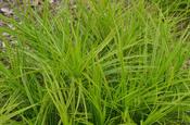 Carex muskingumensis — Caherhurley Nursery image