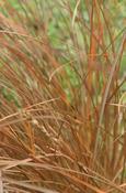 Carex tenuiculmis — Caherhurley Nursery image