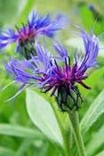 Centaurea montana — Caherhurley Nursery image