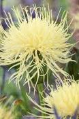 Centaurea ruthenica — Caherhurley Nursery image