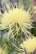 Centaurea ruthenica — Caherhurley Nursery image