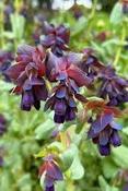 Cerinthe major 'Purpurascens' — Caherhurley Nursery image
