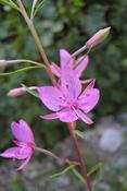 Chamaenerion dodonaei — Caherhurley Nursery image