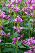 Chelone obliqua — Caherhurley Nursery image
