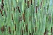 Chondropetalum tectorum — Caherhurley Nursery image