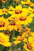 Coreopsis grandiflora 'Heliot' — Caherhurley Nursery