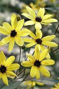 Coreopsis tripteris — Caherhurley Nursery