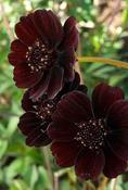 Cosmos atrosanguineus 'Black Magic' — Caherhurley Nursery