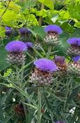 Cynara cardunculus 'Green Globe' — Caherhurley Nursery