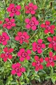 Dianthus deltoides 'Brilliant' — Caherhurley Nursery image