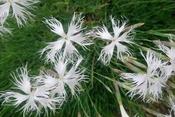 Dianthus petraeus noeanus — Caherhurley Nursery image