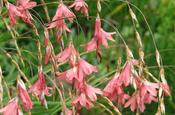 Dierama igneum — Caherhurley Nursery