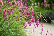 Dierama pulcherrimum — Caherhurley Nursery