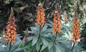 Digitalis canariensis — Caherhurley Nursery image