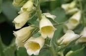 Digitalis grandiflora 'Carillon' — Caherhurley Nursery