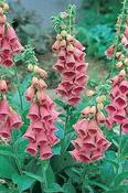 Digitalis x mertonensis — Caherhurley Nursery image