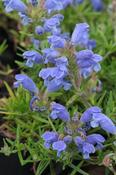 Dracocephalum argunense 'Fuji Blue' — Caherhurley Nursery image